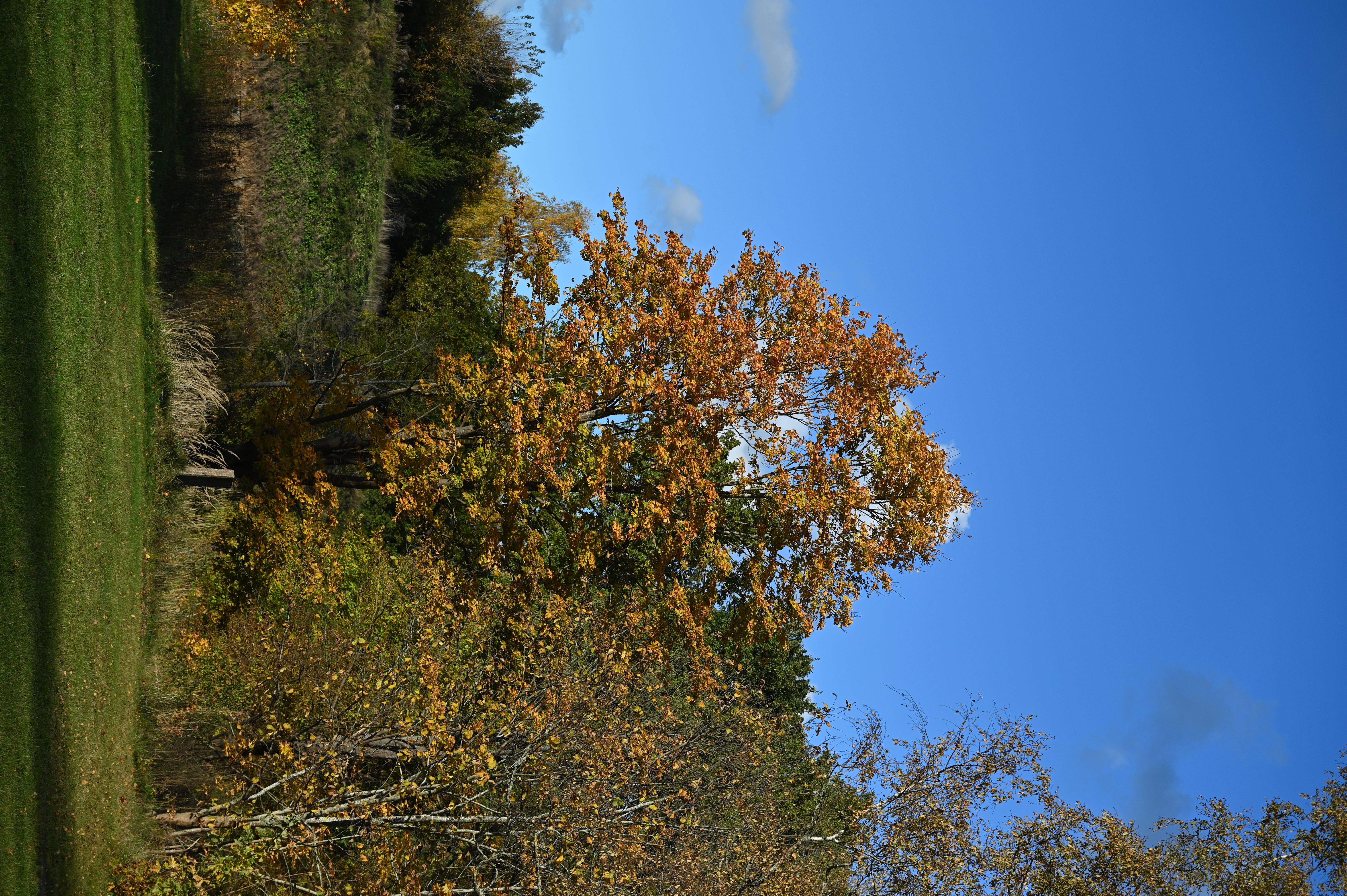 2025/10/18 - walk/DSC_0129.JPG